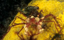 Leach's spider crab. Menai strait.
North Wales. 60mm. by Derek Haslam 